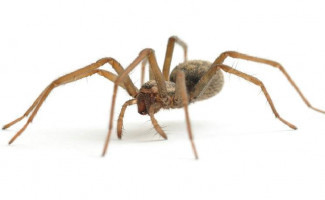 SES-TO recomenda combate adequado de aranhas 
