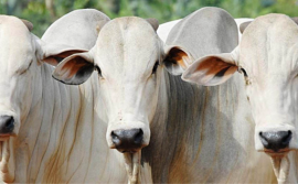 Investimento do Governo do Tocantins em tecnologia e melhoramento genético garante avanço na agricultura e na pecuária tocantinense