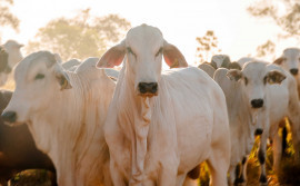 Tocantins encerra a última vacinação contra febre aftosa com 98,75% do rebanho vacinado