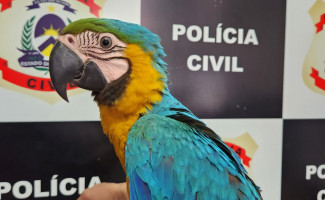  Polícia Civil resgata Arara-Canindé mantida em cativeiro em Taguatinga