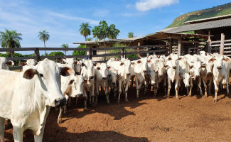 Produtores agropecuários do Tocantins devem declarar rebanho até dia 31 de janeiro