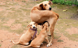 Lei sancionada pelo Governo do Tocantins proíbe queima de fogos de artifícios e artefatos pirotécnicos com estampido e efeito sonoro ruidoso no Estado  