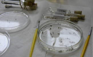 SES-TO descentraliza recebimento de amostras biológicas