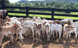 Vacinação contra brucelose no segundo semestre de 2022 atinge 95,36% das bovídeas em idade vacinal