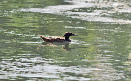 Naturatins participa de oficina de revisão do Plano de Ação Nacional do pato-mergulhão
