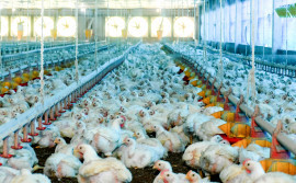 Adapec conclui coletas em granjas avícolas para inquérito sobre Influenza aviária e doença de Newcastle no Tocantins