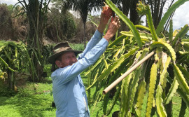 Com apoio do Ruraltins, produtor familiar implanta agroindústria de sorvete de pitaya