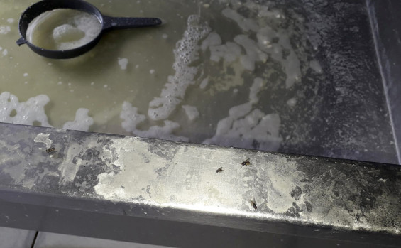 Adapec realiza operação de combate à produção clandestina e apreende cerca de 3,4 mil kg de queijos impróprios para consumo em Aragominas