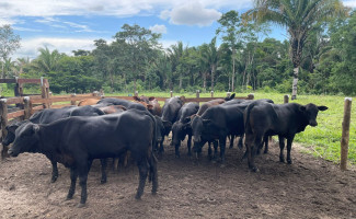 Polícia Civil conclui inquérito e indicia suspeitos de praticar furto de gado no norte do Estado