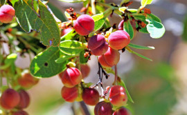 Prazo de acesso ao questionário do ICMS Ecológico encerra no próximo dia 15