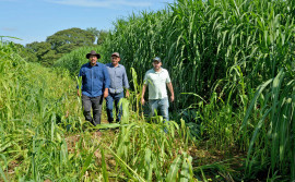 Com assistência técnica do Ruraltins, produtor reforma pastagem e estima colher 850 toneladas de silagem