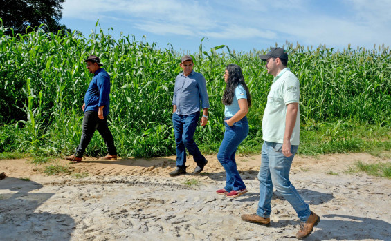 Com assistência técnica do Ruraltins, produtor reforma pastagem e estima colher 850 toneladas de silagem