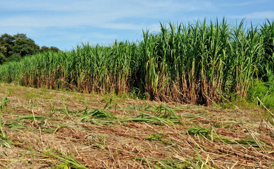 Com assistência técnica do Ruraltins, produtor reforma pastagem e estima colher 850 toneladas de silagem