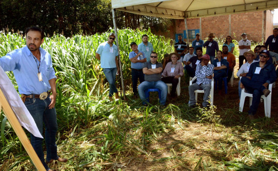 Ruraltins realiza Dia de Campo e mostra custo benefício em Sistema de Integração Lavoura-Pecuária