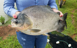 Ruraltins e UFT divulgam Informativo sobre consumo de pescado na região de Gurupi