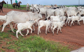Programa Mais Genética, realizado e executado pelo Governo do Tocantins, insemina mais de 80 mil vacas nas propriedades rurais no Estado