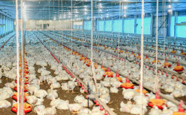 Influenza Aviária: Adapec reforça medida do Ministério da Agricultura que suspende por 90 dias eventos com aglomerações de aves