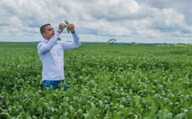 Adapec registra crescimento de 19,5% na safra 2022/2023 em áreas de plantio de soja cadastradas 