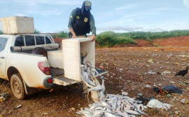 Naturatins deflagra Operação Malha Fina em Palmas e no Bico do Papagaio