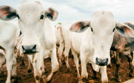 Armazenamento, comercialização e o uso de vacinas contra febre aftosa estão proibidos no Tocantins
