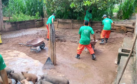 Governo do Tocantins oferta curso de suinocultura para custodiados da Fazenda Penal de Cariri