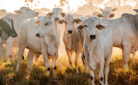 Adapec reforça que regras de trânsito animal não sofreram alterações com a suspensão da vacinação antiaftosa