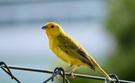 Naturatins recomenda aos criadores amadores de passeriformes e associações atenção quanto às medidas de prevenção da gripe aviária