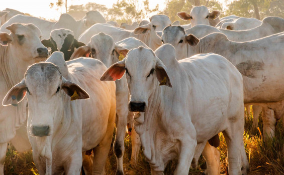 Em 100 dias de gestão, governador Wanderlei Barbosa fortalece o agronegócio, carro chefe das exportações do Tocantins