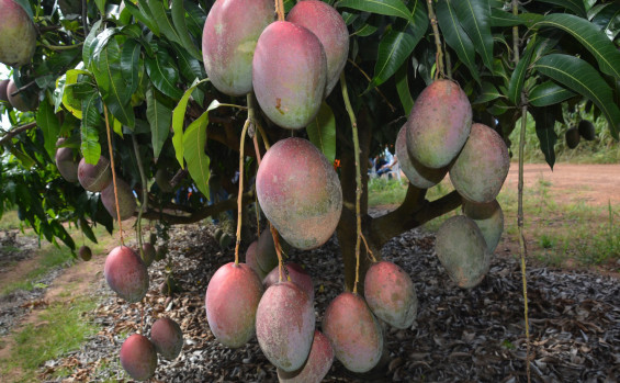 Ruraltins promove Dia de Campo de Fruticultura na Agrosudeste