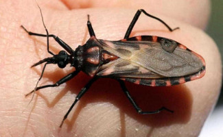 Dia Mundial da Doença de Chagas faz alerta para adoção de medidas de controle e prevenção