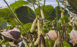 Adapec orienta produtores sobre a janela de plantio de soja semente nas Planícies Tropicais, que será liberado nesta quinta, 20