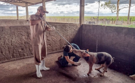 Tocantins realiza vigilância sorológica e clínica de suínos em propriedades rurais