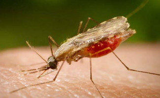 No Dia Mundial de Luta contra a Malária, Tocantins reforça ações de prevenção