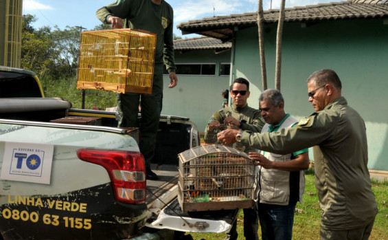 Operação Pássaro Livre do Naturatins resgata 156 aves mantidas em cativeiro na região do Bico do Papagaio