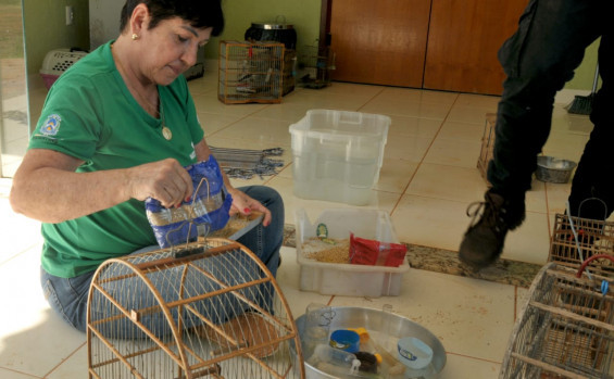 Operação Pássaro Livre do Naturatins resgata 156 aves mantidas em cativeiro na região do Bico do Papagaio