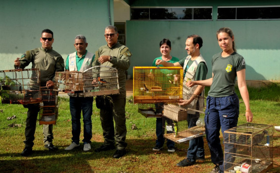 Operação Pássaro Livre do Naturatins resgata 156 aves mantidas em cativeiro na região do Bico do Papagaio