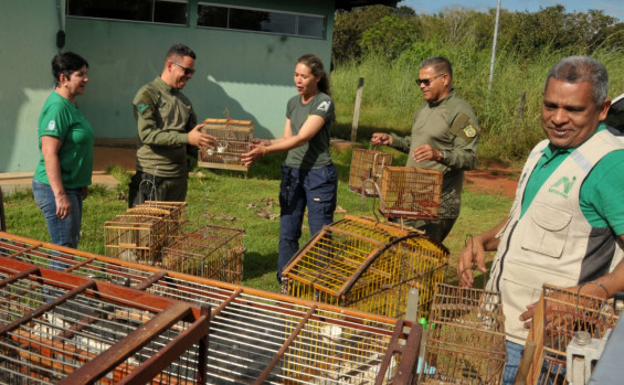 Operação Pássaro Livre do Naturatins resgata 156 aves mantidas em cativeiro na região do Bico do Papagaio