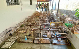 Operação Pássaro Livre do Naturatins resgata 156 aves mantidas em cativeiro na região do Bico do Papagaio