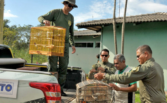 Operação Pássaro Livre do Naturatins resgata 156 aves mantidas em cativeiro na região do Bico do Papagaio