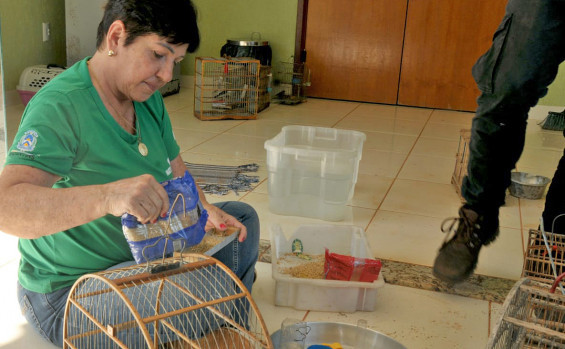 Operação Pássaro Livre do Naturatins resgata 156 aves mantidas em cativeiro na região do Bico do Papagaio