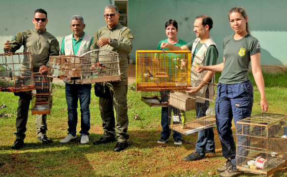 Operação Pássaro Livre do Naturatins resgata 156 aves mantidas em cativeiro na região do Bico do Papagaio