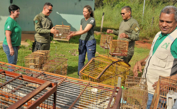 Operação Pássaro Livre do Naturatins resgata 156 aves mantidas em cativeiro na região do Bico do Papagaio