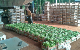 Adapec abre inscrições para curso de habilitação em Certificação Fitossanitária de Origem