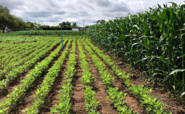 Expositores preparam vitrines tecnológicas de sementes de grãos e fórmulas de fertilizantes para Agrotins 2023