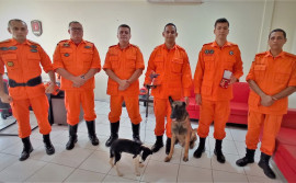 Canil do Corpo de Bombeiros Militar recebe reforço de filhote da raça Border Collie
