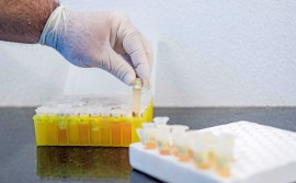 Adapec realizou coleta em mais de 60% das propriedades do estudo sorológico e clínico em suínos