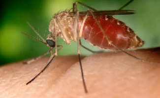 Tocantins registra o primeiro caso de febre do Nilo e SES-TO apresenta ações de controle e monitoramento