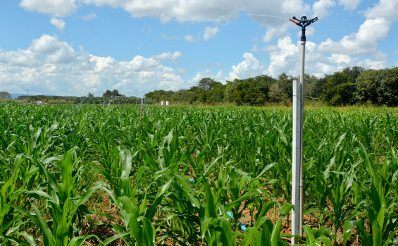 Na Agrotins, Ruraltins apresenta vitrines agrotecnológicas de cadeias produtivas para a agricultura familiar
