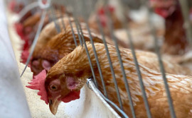 Governo do Tocantins reforça cuidados e alertas contra a gripe aviária