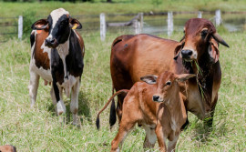 Adapec prorroga prazo para declaração obrigatória de rebanho no Tocantins